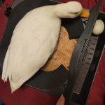 Roll away Chicken Nesting Box with Jute Fiber Pad
